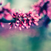 Beautiful-Spring-Colours-iphone-5s-wallpaper-ilikewallpaper_com