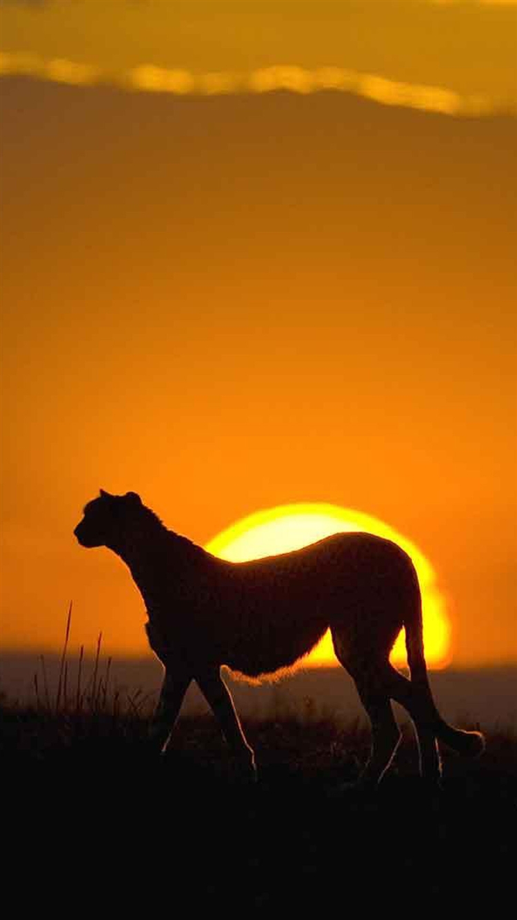 African-Leopard-Sunset-Grassland-Landscape-iPhone-6-wallpaper-ilikewallpaper_com_750