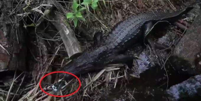 Muž vytáhl iPhone přímo od aligátora – uvnitř byly fotky jeho syna