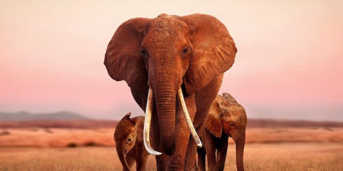 Apple získal práva na další dva filmy