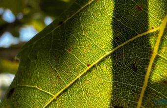 Návod – Jak používat režim makro na iPhonu 13 Pro